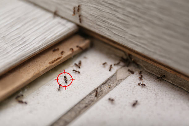 Best Bed Bug Extermination  in Denison, TX