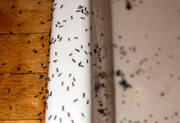 Best Pest Inspection Near Me  in Denison, TX